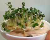 Foto del paso 6 de la receta: Brotes de mostaza: un jardín en mi cocina