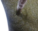A picture of step 6 of Sarson Ka saag chicken.