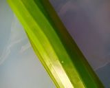 Foto langkah ke 4 dari resep Nagasari roti tawar gurih.