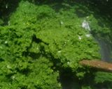 Foto del paso 2 de la receta: Ñoquis de acelga