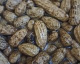 Foto langkah ke 1 dari resep Kacang tanah kukus.