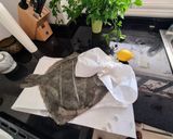 A picture of step 1 of Roasted Turbot Stuffed with Fresh Herbs and Lemon.