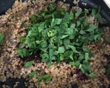 A picture of step 6 of Warm salad: squash, green beans and rocket.