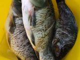 Ikan mas Asam Pedas