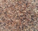 পাঁচফোড়ন মশলা(panchforon masala recipe in Bengali) রেসিপির ধাপ 3 ছবি