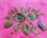 A picture of step 1 of કાવો (Herbal).
