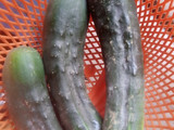 Cucumber salad