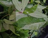 Foto langkah ke 1 dari resep Gulai Daun Singkong.