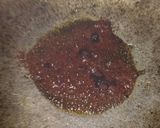 A picture of step 5 of Steamed Rice Dumpling (undi).