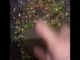 Pencok kacang panjang