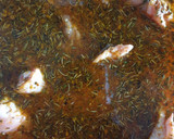 Foto del paso 1 de la receta: Pollo Kentucky con arroz negro