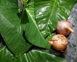 झटपट अळुवडी (aluvadi recipe in marathi) रेसिपी स्टेप 1 फोटो 