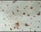 Soft Roti recipe step 10 photo