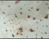 A picture of step 10 of Soft Roti.