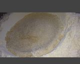 Foto del paso 1 de la receta: Conchas