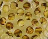 Foto del paso 8 de la receta: Tarta de manzana