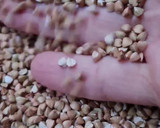 Foto del paso 1 de la receta: Pan de trigo sarraceno EN GRANO 🌾 fermentado 24 h 🌾 sin gluten ni levadura ni masa madre ni harina