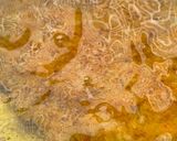 Foto langkah ke 2 dari resep Spaghetti Matcha Cheese Mushroom with Chicken Katsu.