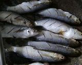 Foto langkah ke 1 dari resep Ikan Drejet Bumbu Rujak.