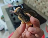 Foto langkah ke 9 dari resep Chicken Seaweed Rolls 💕.