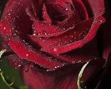صورة لخطوة 6 من وصفة هريسه