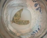 A picture of step 2 of Pickled Okra the blanching method.