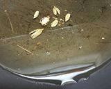 A picture of step 3 of Lauki halwa.