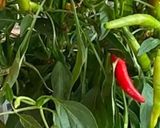 Une image de l'étape 5 de 🥜Velouté🪹potimarron 🌶️🍃noisettes🥄🌰🌰#healthy.