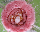 Foto del paso 2 de la receta: Helado de Sandía y Fresa 🍉🍓🌡️🌞