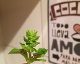Foto del paso 2 de la receta: Pesto de albahaca con piñones