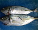 Foto langkah ke 1 dari resep Ikan Kembung masak Bumbu kecap.