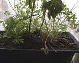 A picture of step 2 of California Farm Forever Celeriac and Celery Tops.