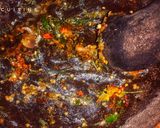 Foto langkah ke 2 dari resep Sambal Pete.