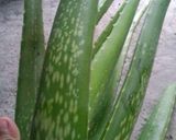 Foto langkah ke 1 dari resep Es aloe vera / es lidah buaya.