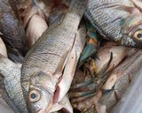 Foto langkah ke 1 dari resep Pesmol Ikan Mujaer.