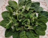 Foto del paso 5 de la receta: Ensalada de lentejas y remolacha