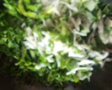 विंटर स्पेशल सॅलड(Winter special salad Recipe In Marathi) रेसिपी स्टेप 1 फोटो 