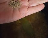 Foto del paso 4 de la receta: Lentejas al ajillo 🥣 Lentejas, si quieres las comes o si no las dejas ☺️Special for garlic lovers ❤️🧄