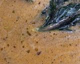 Foto del paso 2 de la receta: Pantrucas