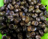 Foto langkah ke 1 dari resep Tutut (Haliling) Masak Pedas.