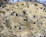 Foto del paso 3 de la receta: Crumbl cookies 🍪