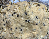 Foto del paso 3 de la receta: Crumbl cookies 🍪