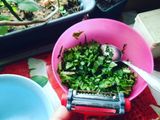 Первая долма (vegan)