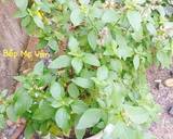 Hình bước làm 1 của món Gà Hấp Lá É Trắng Và Sả Chấm Muối Lá É Trắng