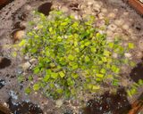 Foto del paso 4 de la receta: Frijoles encordados