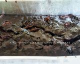 Foto langkah ke 3 dari resep Steam chocolate cake.