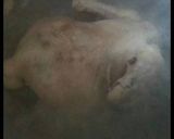 صورة لخطوة 1 من وصفة كبسة دجاج مقلي👌