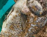Foto langkah ke 1 dari resep Steam Fish 🐟/ Ikan Kukus.