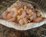 Foto del paso 2 de la receta: Dorada rellena de gambas y berberechos