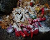 Foto langkah ke 2 dari resep Ayam Bakar Bumbu Cabe Kencur.